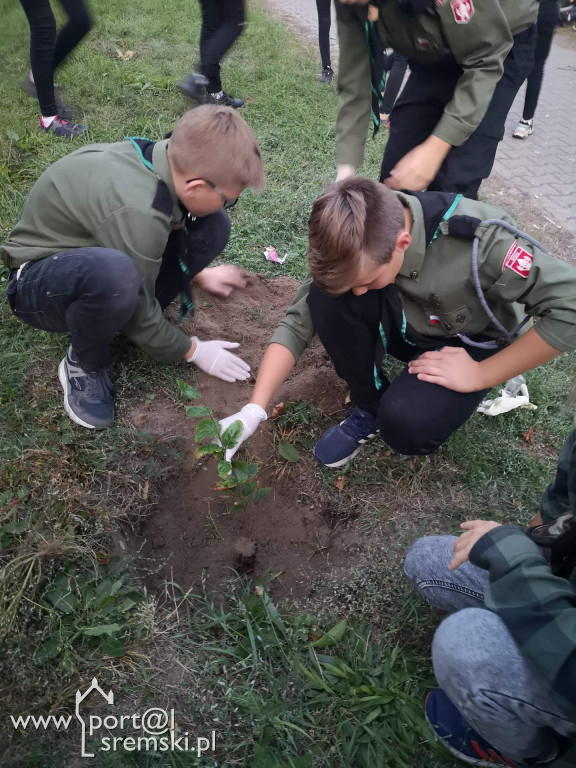 Harcerze - akcja ,,sadziMy
