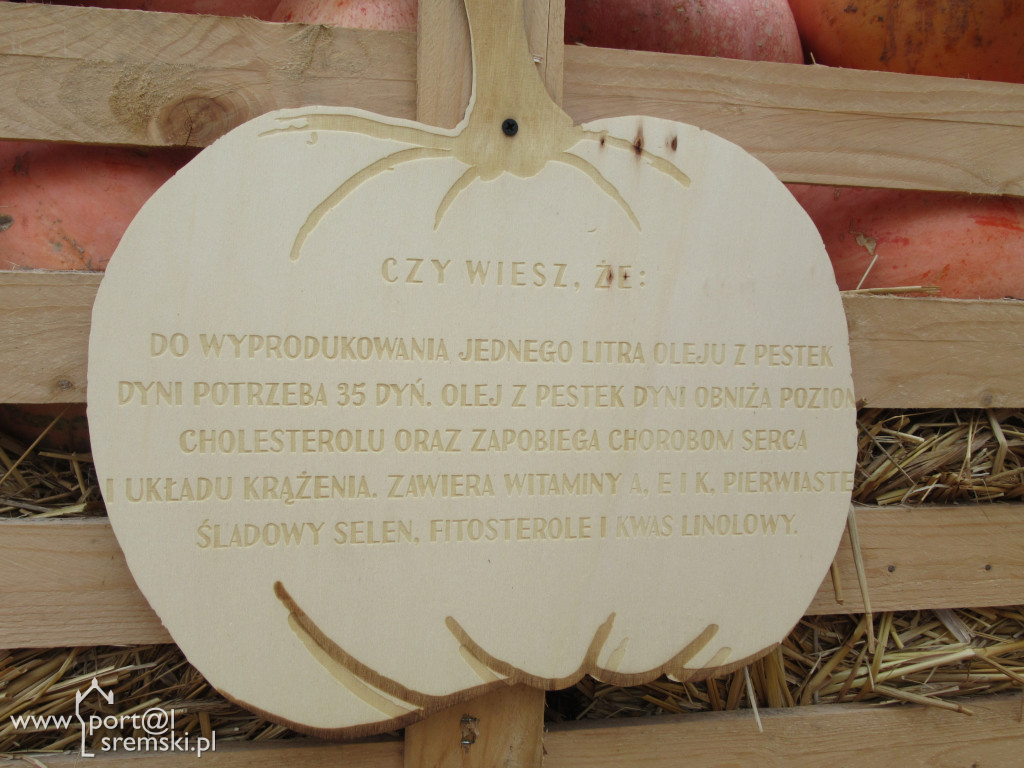 Dyniowe Miasteczko  w TVP na żywo