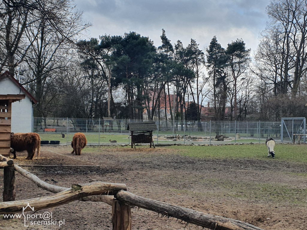W ten wyjątkowy dzień wypada odwiedzić mieszkańców Śremskiego Zoo
