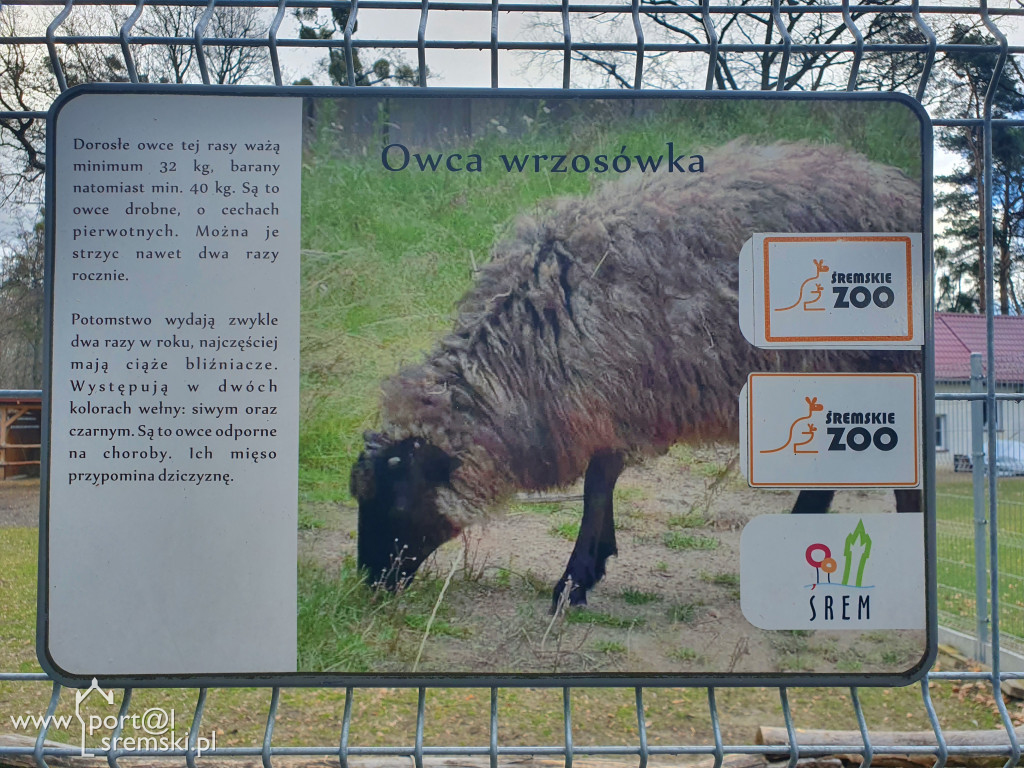 W ten wyjątkowy dzień wypada odwiedzić mieszkańców Śremskiego Zoo