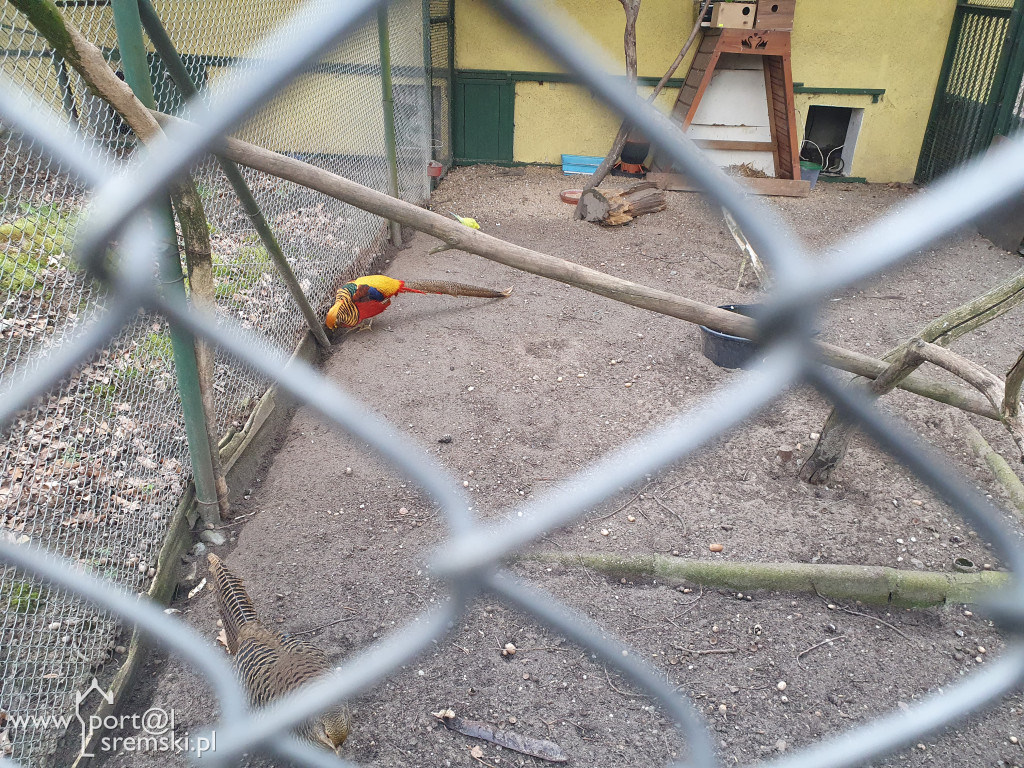 W ten wyjątkowy dzień wypada odwiedzić mieszkańców Śremskiego Zoo