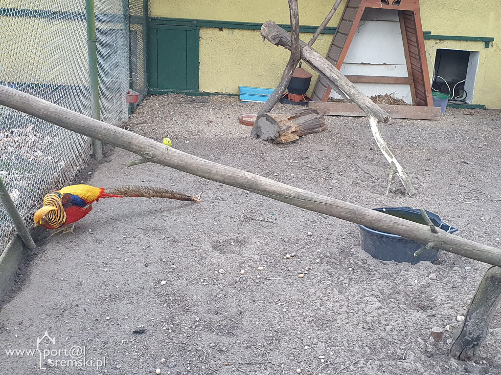 W ten wyjątkowy dzień wypada odwiedzić mieszkańców Śremskiego Zoo