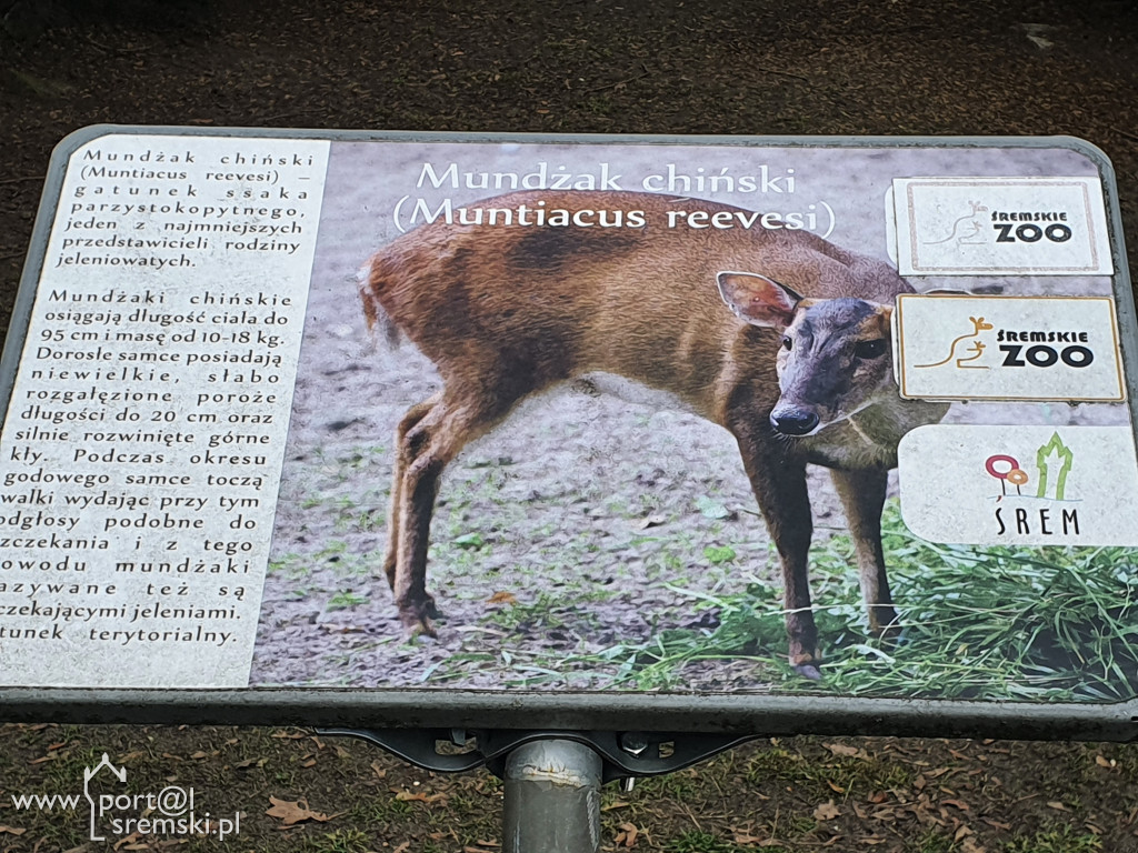 W ten wyjątkowy dzień wypada odwiedzić mieszkańców Śremskiego Zoo
