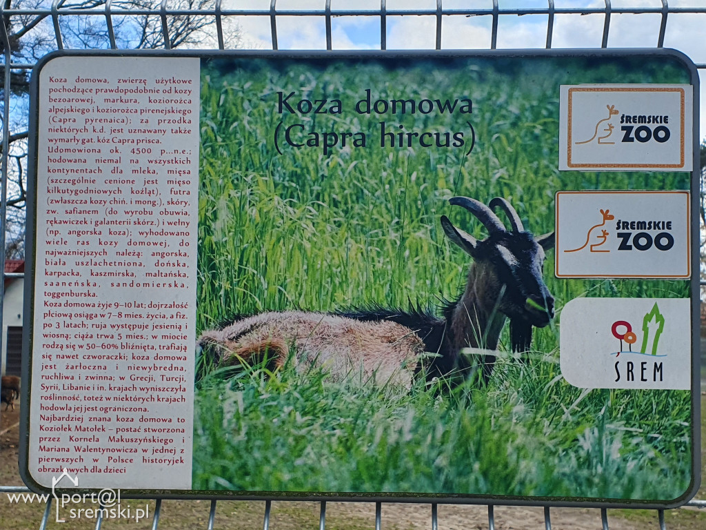 W ten wyjątkowy dzień wypada odwiedzić mieszkańców Śremskiego Zoo