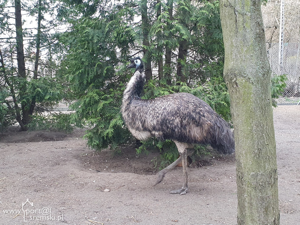 W ten wyjątkowy dzień wypada odwiedzić mieszkańców Śremskiego Zoo