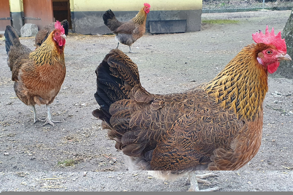 W ten wyjątkowy dzień wypada odwiedzić mieszkańców Śremskiego Zoo
