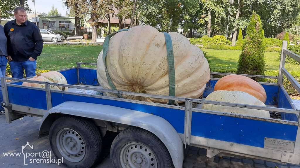 W Grzybnie wybierali nacjęższego korbola