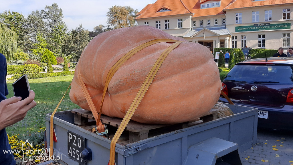W Grzybnie wybierali nacjęższego korbola