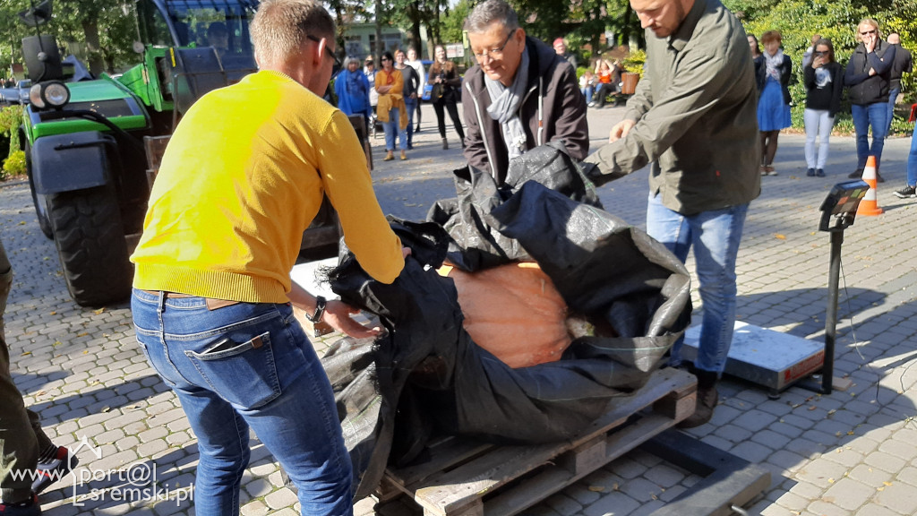 W Grzybnie wybierali nacjęższego korbola