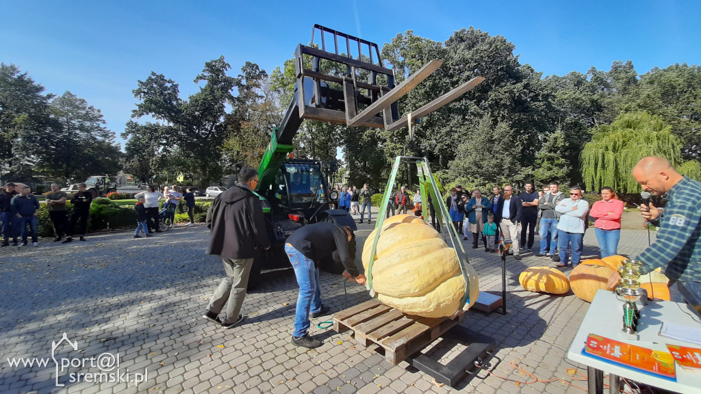 W Grzybnie wybierali nacjęższego korbola