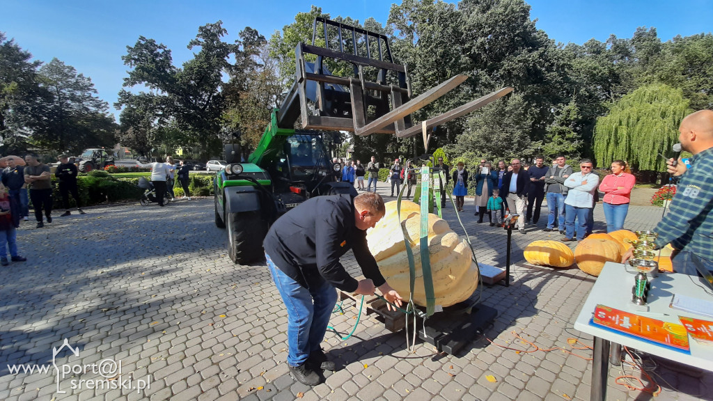 W Grzybnie wybierali nacjęższego korbola