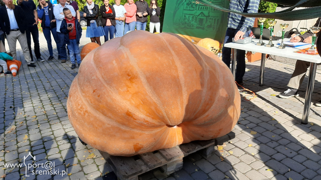 W Grzybnie wybierali nacjęższego korbola