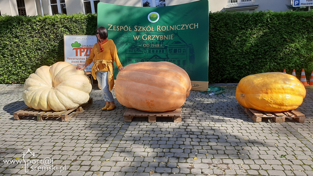 W Grzybnie wybierali nacjęższego korbola