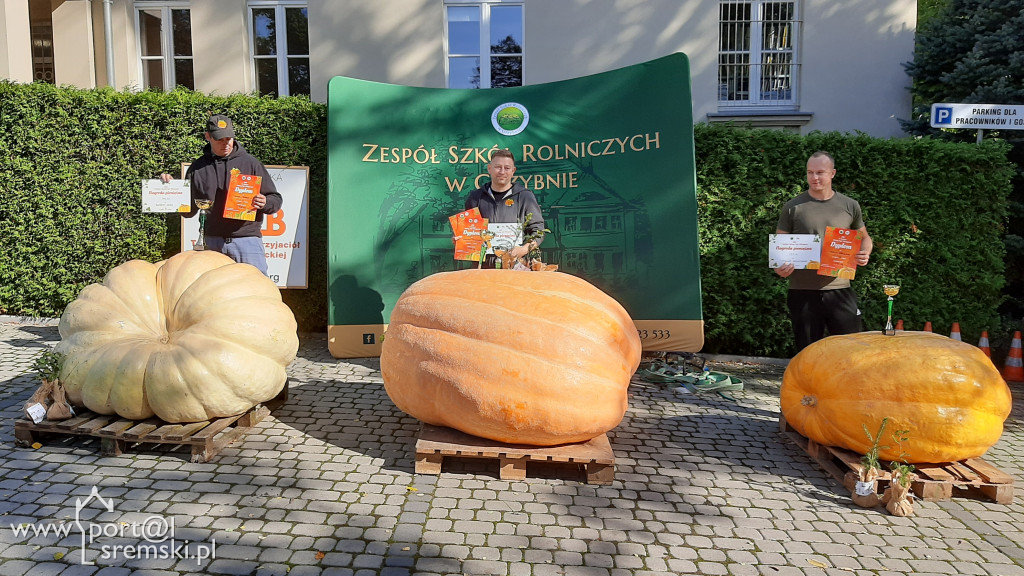 W Grzybnie wybierali nacjęższego korbola