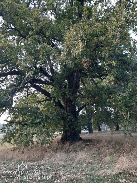 Dębowy szlak