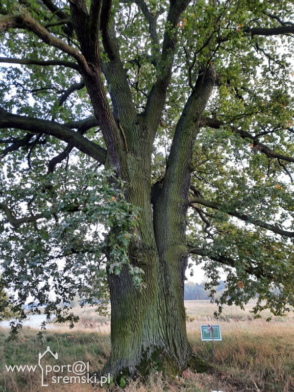 Dębowy szlak