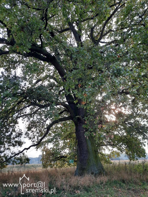 Dębowy szlak