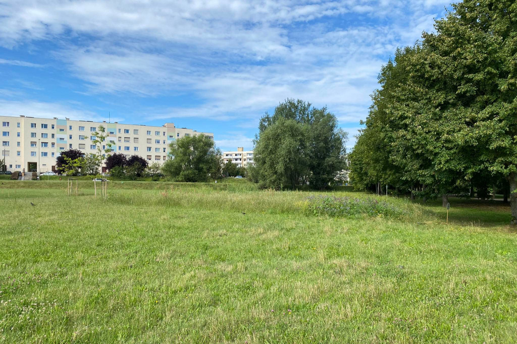 Łączka kwietna w Parku Puchalskiego