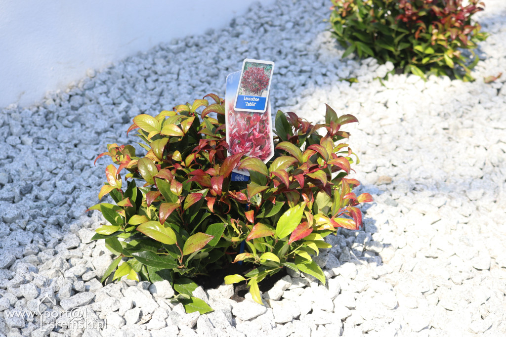 135-lecie Parku Miejskiego w Śremie