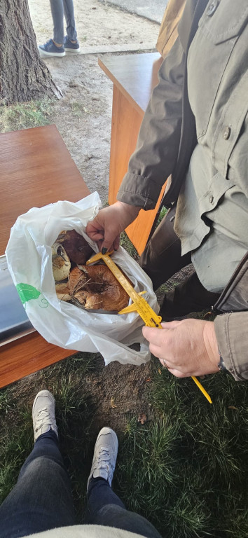 Grzybobranie we włościejewickich lasach