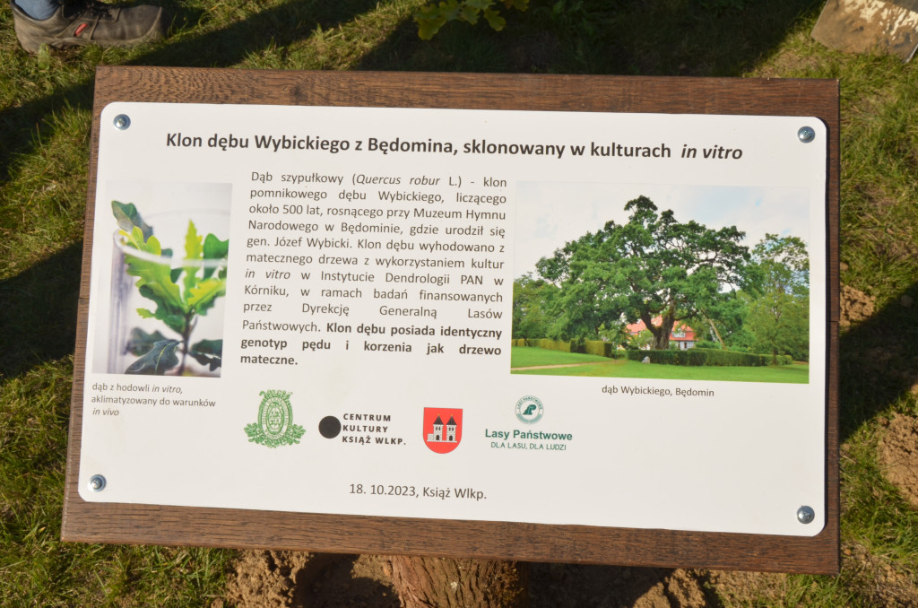 W Książu posadzili 500-letni dąb Wybickiego
