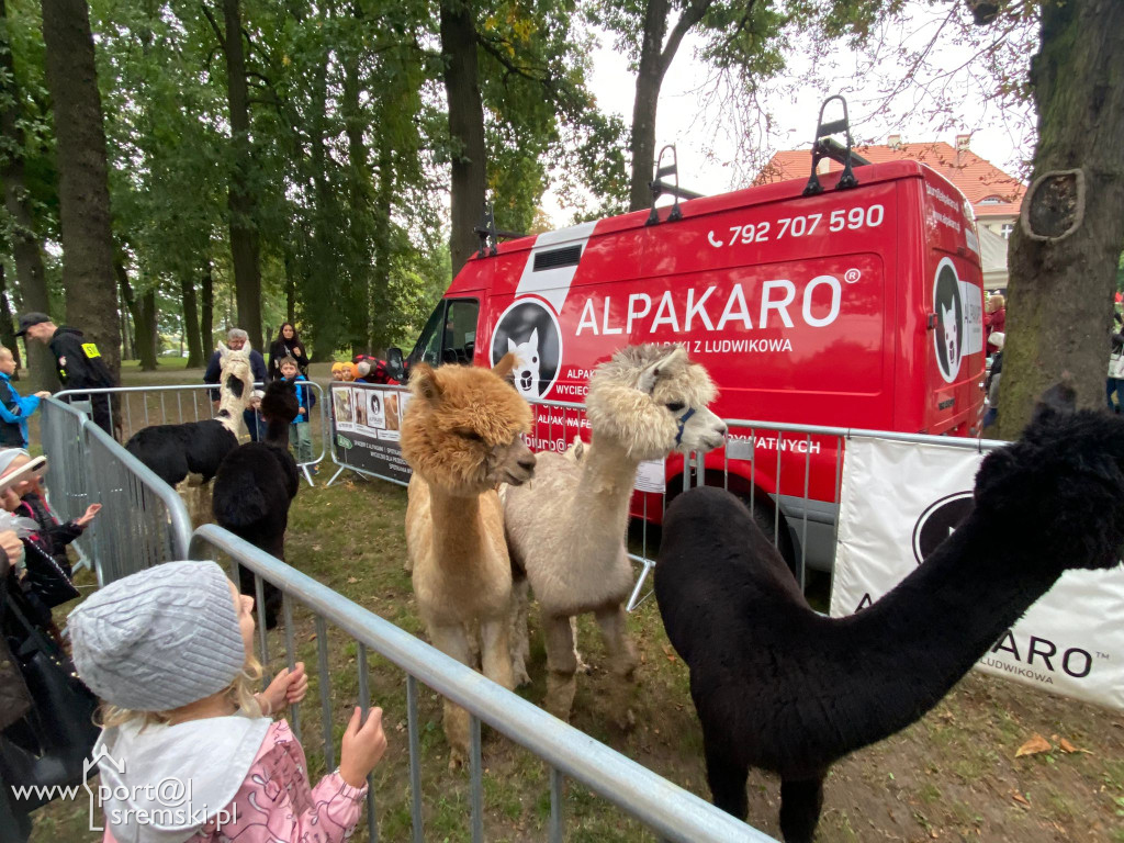 Święto korbola w Grzybnie