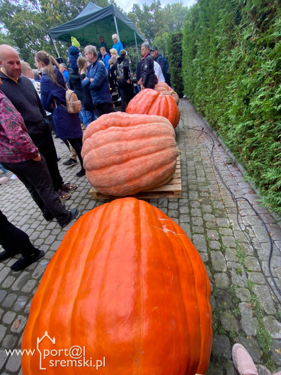 Święto korbola w Grzybnie