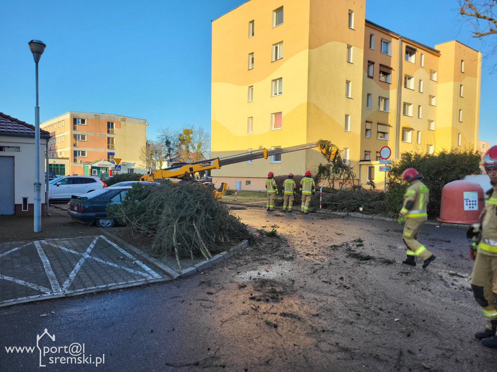 Auta uszkodzone przez drzewo