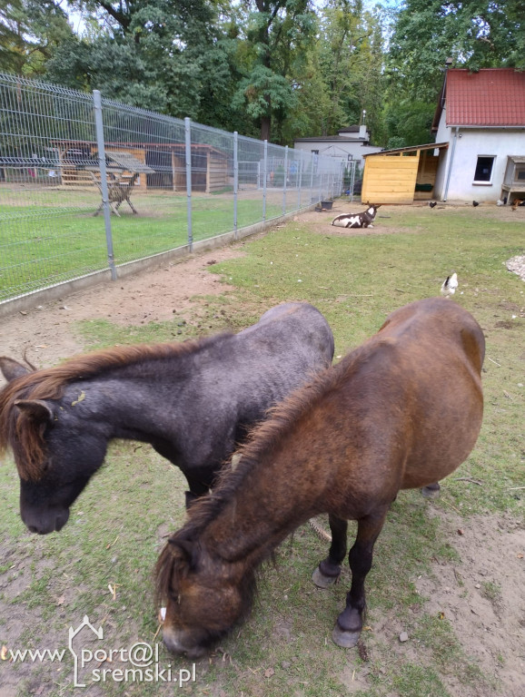 Nowi mieszkańcy śremskiego ZOO
