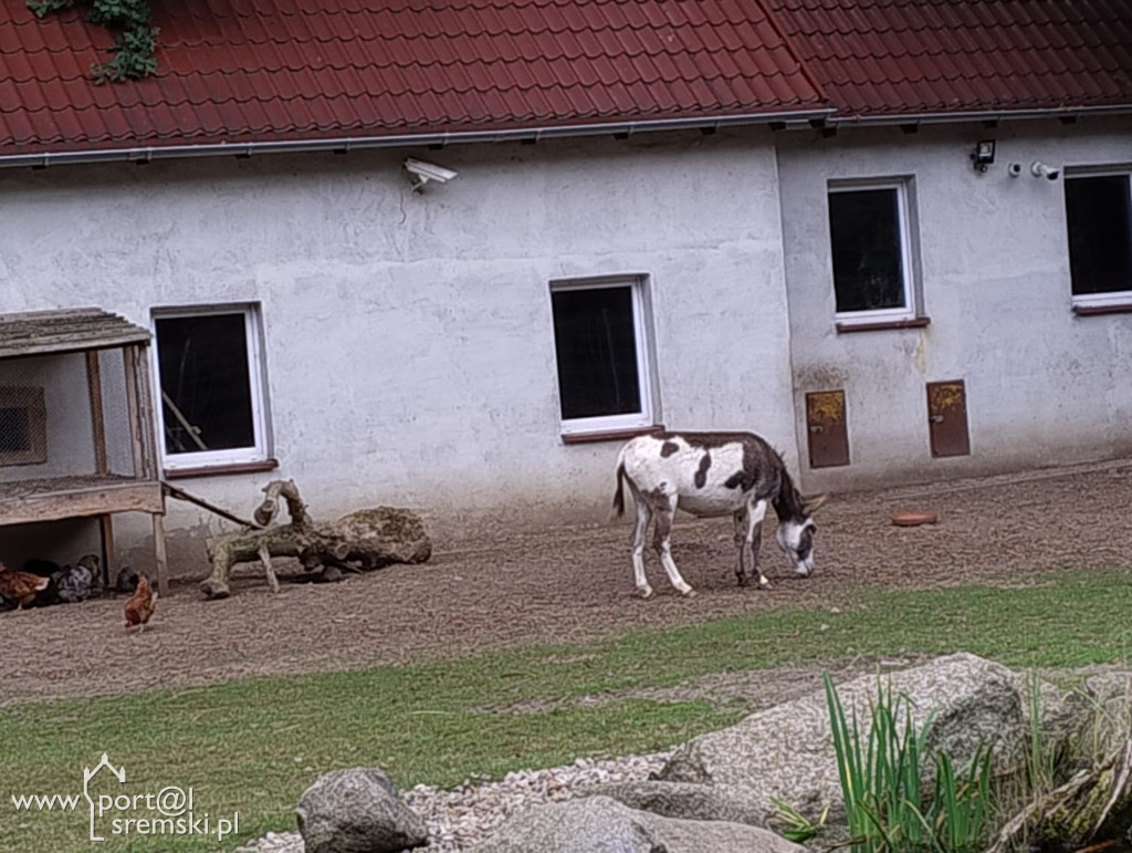 Nowi mieszkańcy śremskiego ZOO