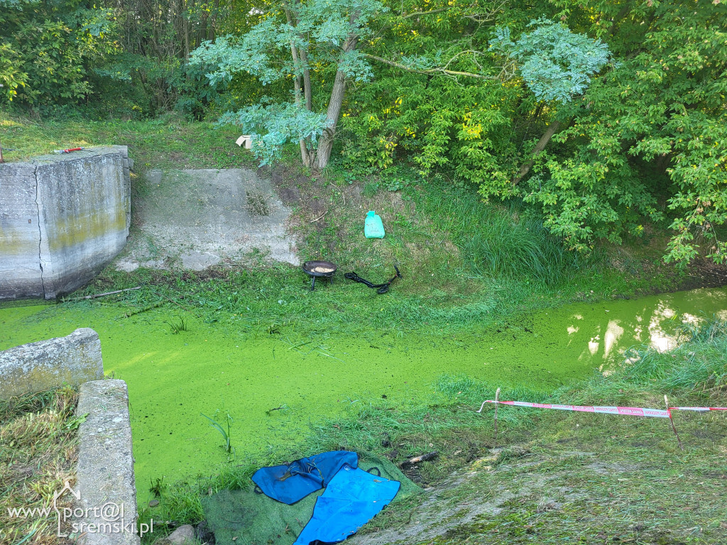 Medyk Grzybno 2025