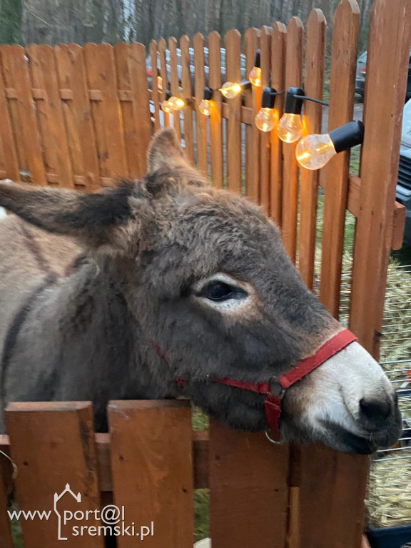 Kiermasz w Książu Wlkp.