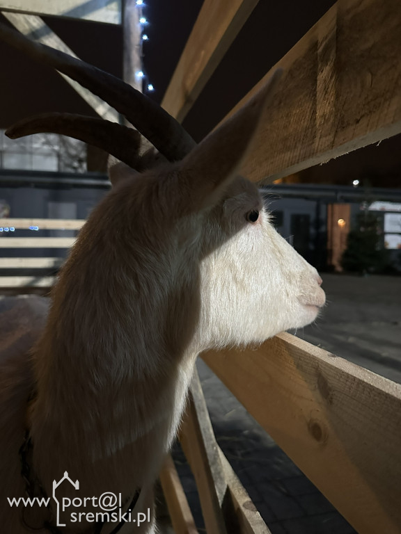 Koncert Świąteczny 2025