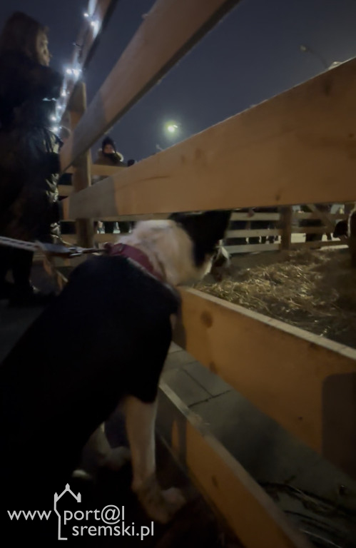 Koncert Świąteczny 2025