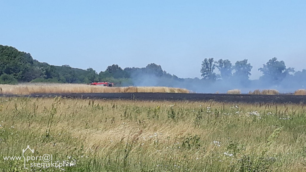 Płonęło zboże przy Nadbrzeżnej