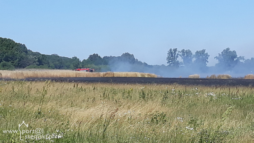 Płonęło zboże przy Nadbrzeżnej