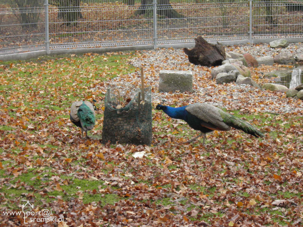 Śremskie zoo