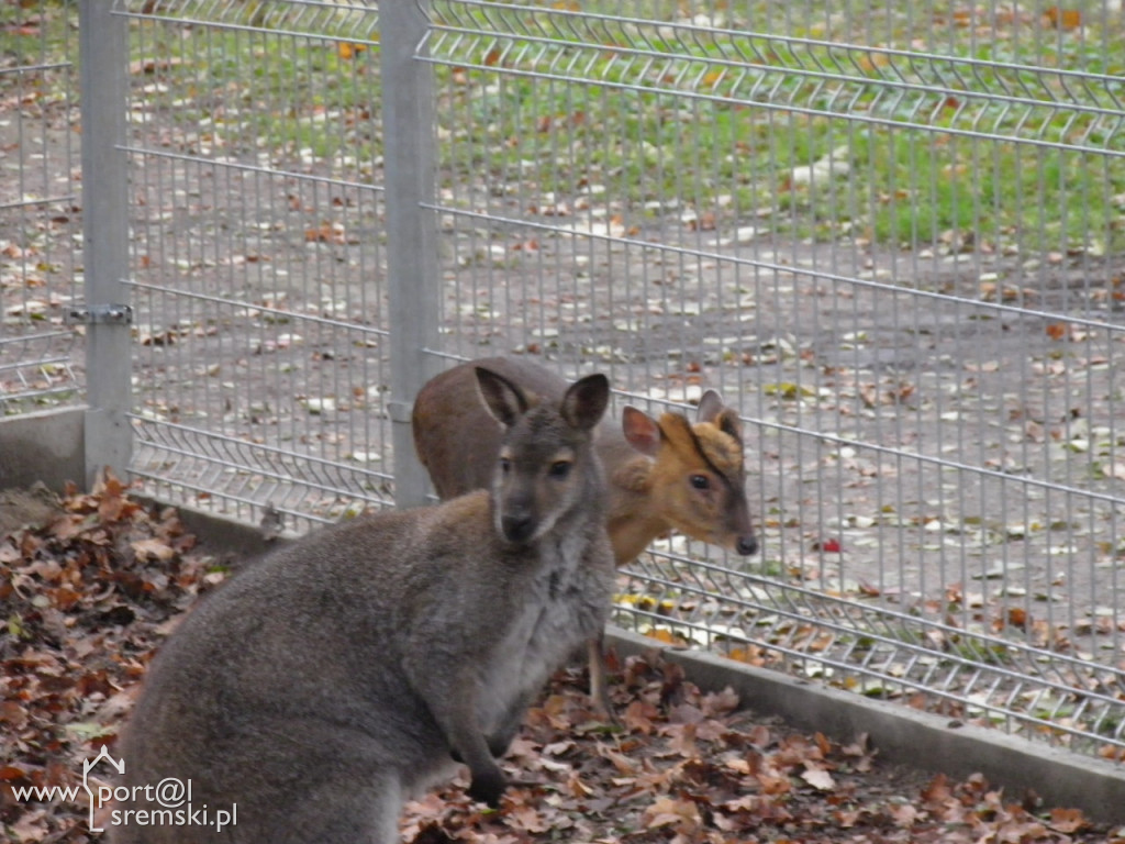 Śremskie zoo