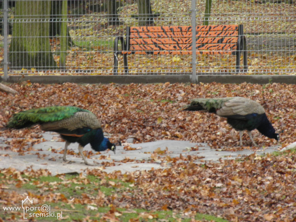 Śremskie zoo