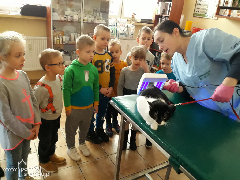 Pszczółki u weterynarza