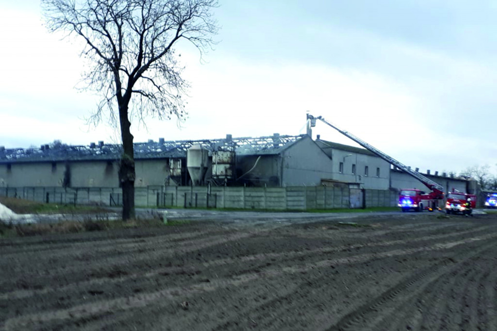 Płonie chlewnia
