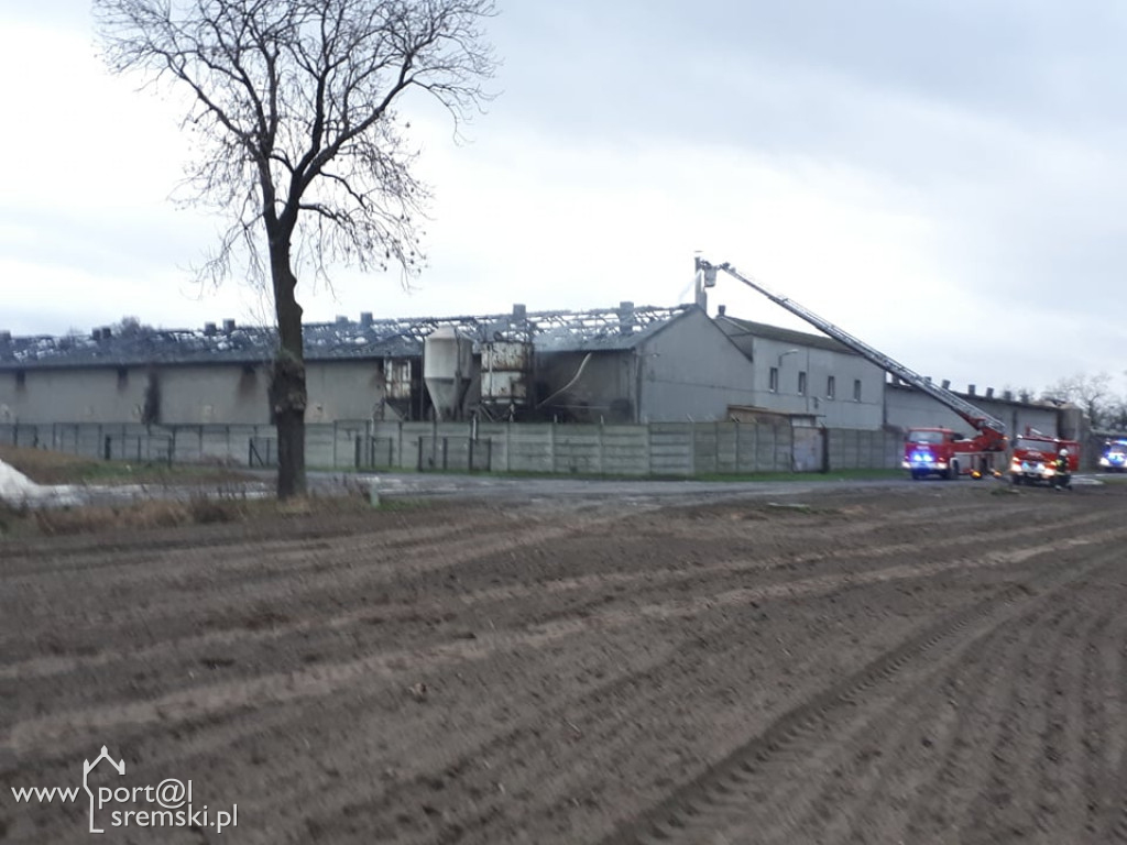 Płonie chlewnia