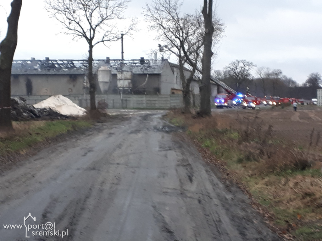 Płonie chlewnia