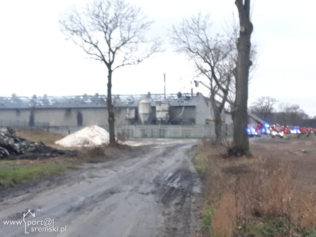 Płonie chlewnia