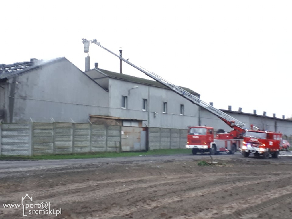 Płonie chlewnia
