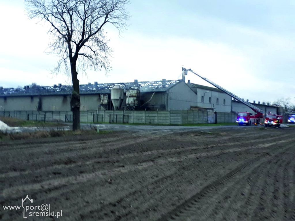 Płonie chlewnia
