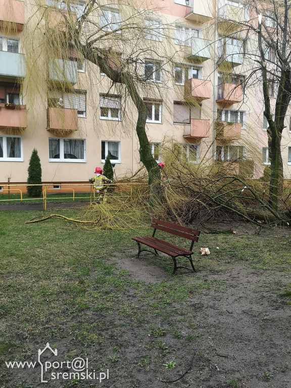 Powalone drzewo
