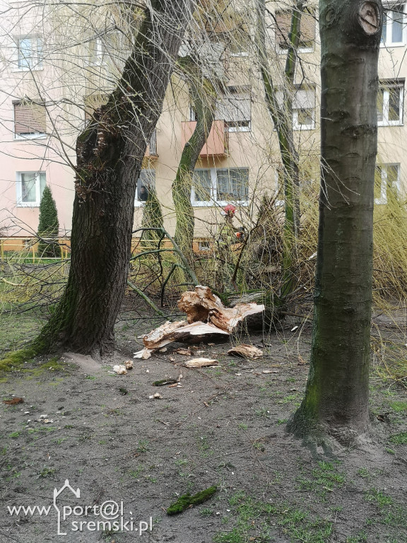 Powalone drzewo