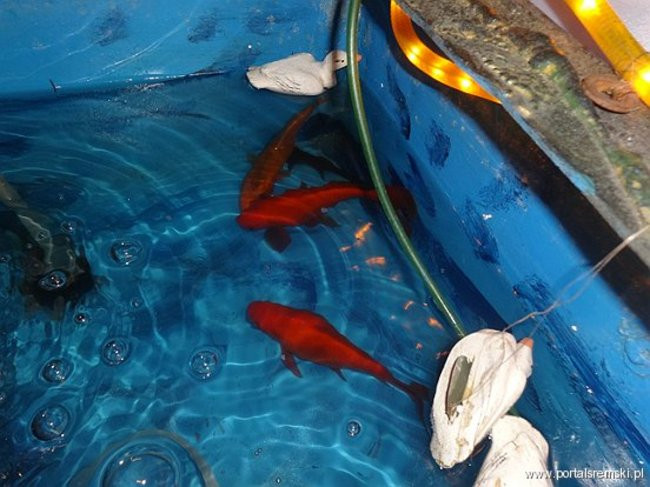 Pójdźmy wszyscy do stajenki