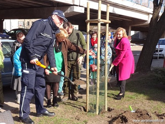 Uroczyste sadzenie lipy